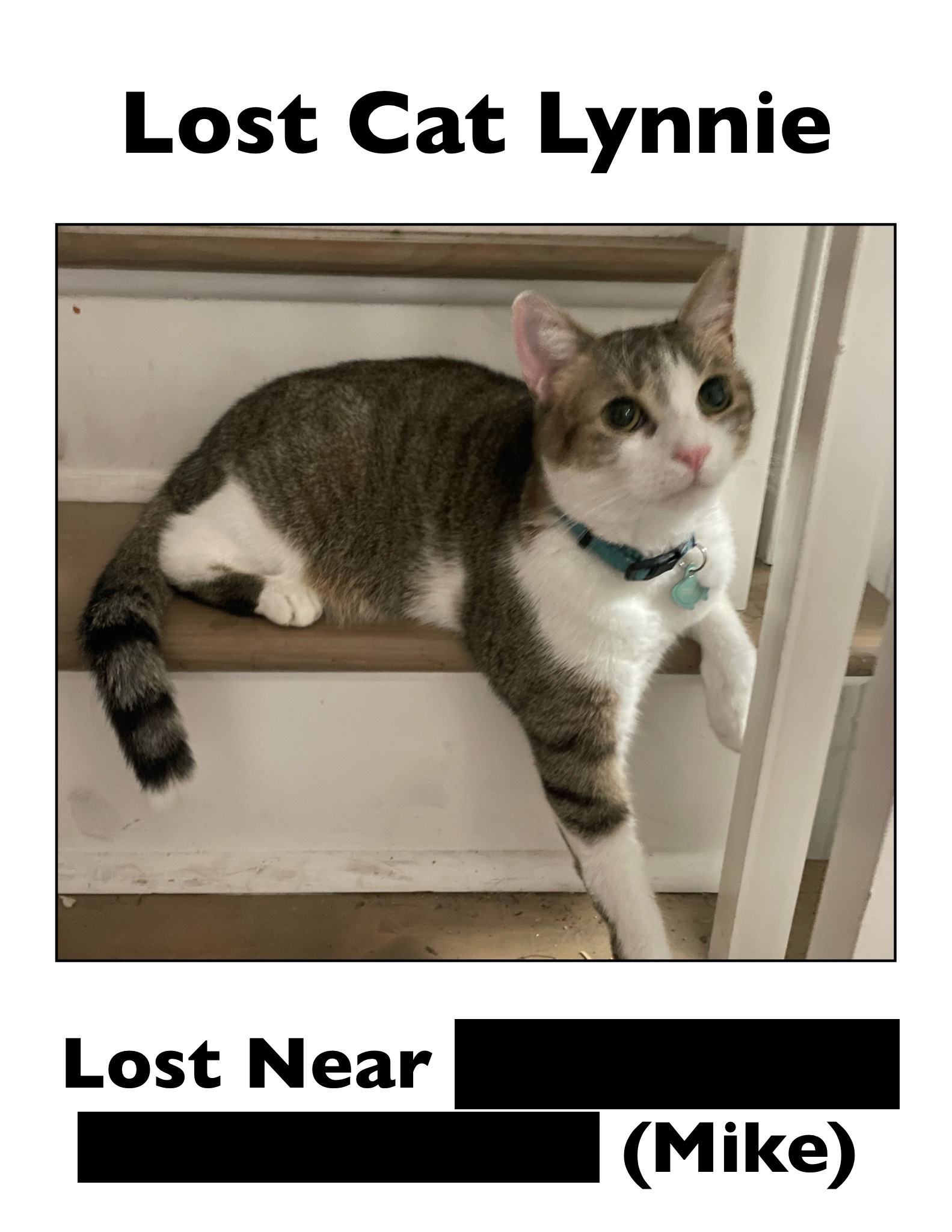 Lynnie Cat Was Likely Catnapped But Is Recovered